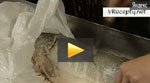 Фаршированная горбуша