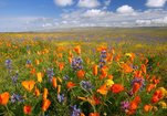 Есть ли у вас полезные и красивые цветы?. Красивые цветы