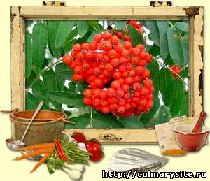 Полезные свойства рябины